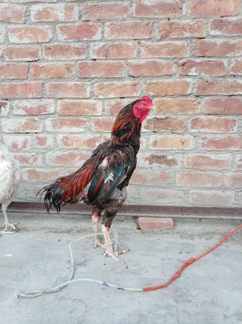 Aseel lakha murga — photo 2