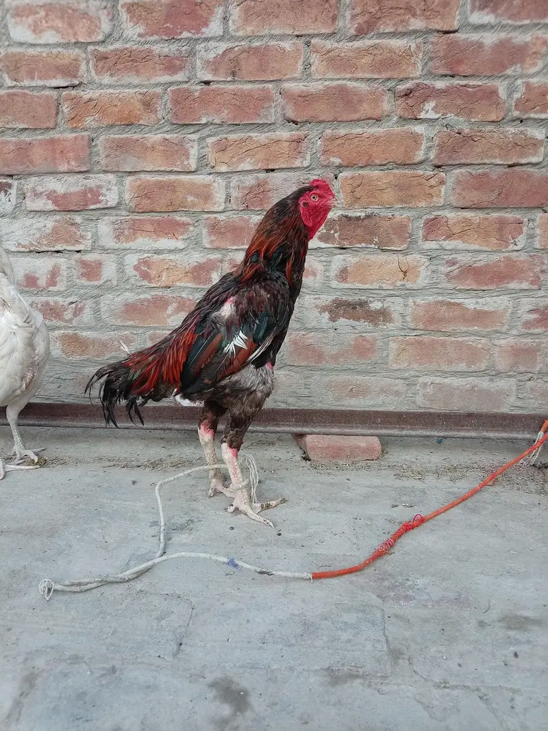 Aseel lakha murga — photo 3