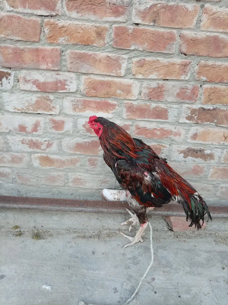 Aseel lakha murga — photo 4