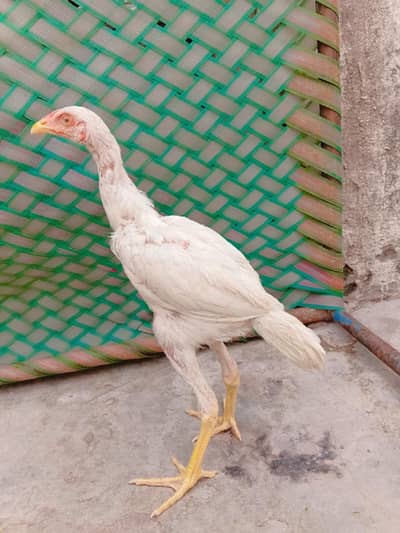 heera patha