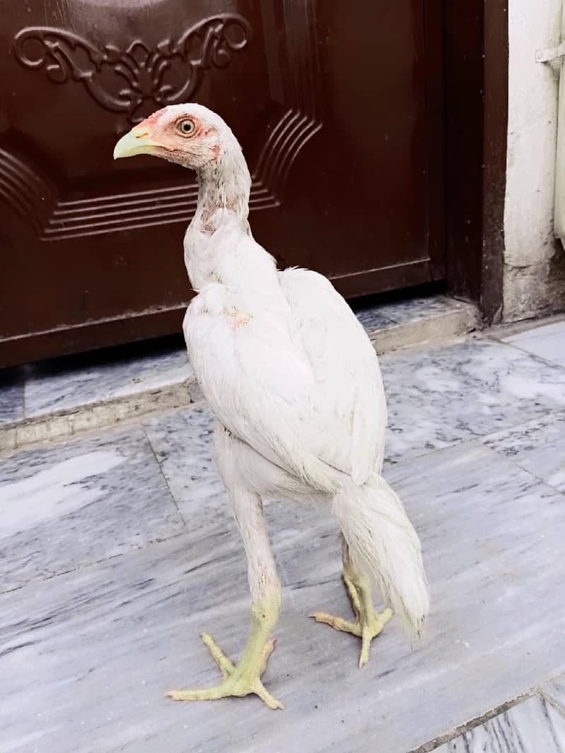 heera patha 2