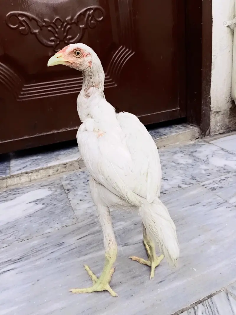 heera patha — photo 3