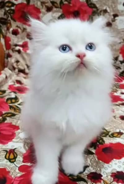 Persian Female kitten for sale 03703660//434