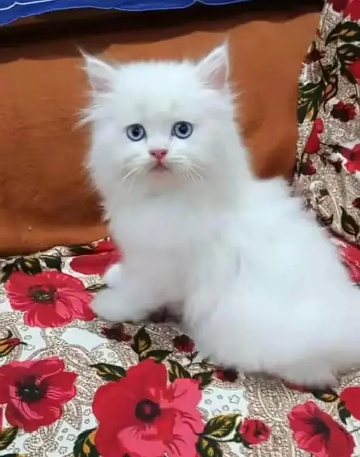 Persian Female kitten for sale 03703660//434 — photo 2