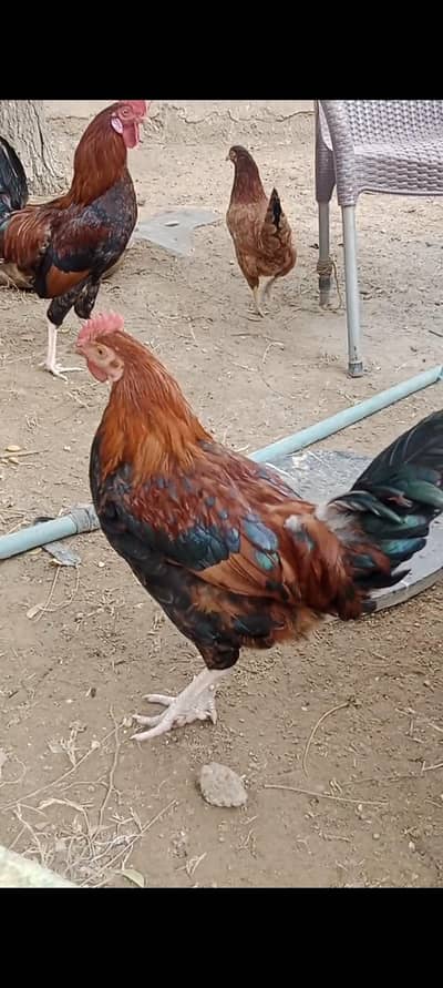 A beautiful hen 7 month age price