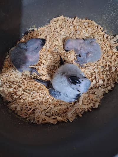African grey salf or chickc available