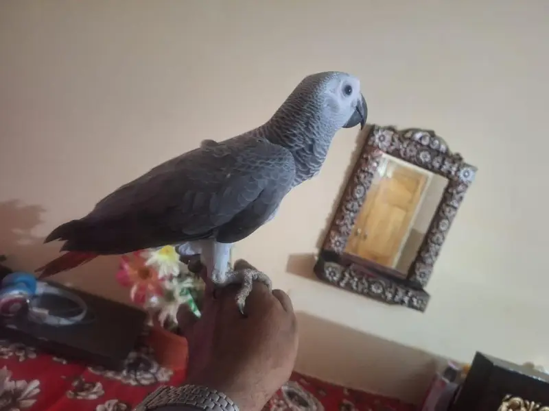 African grey salf or chickc available — photo 4