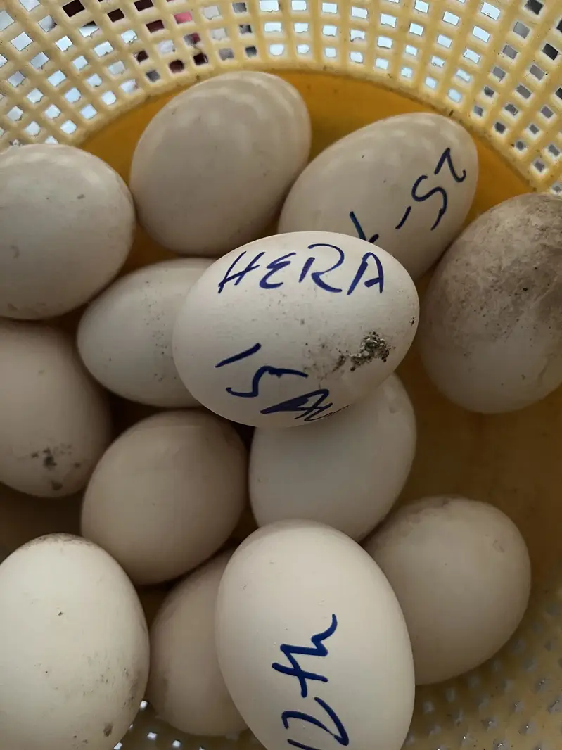 Heera Aseel Eggs — photo 2