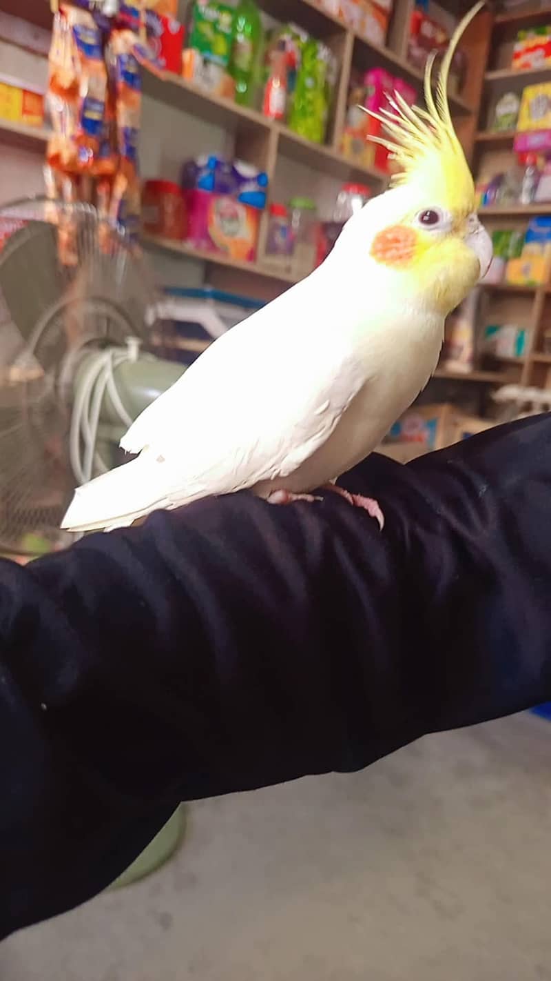 cocktail 1