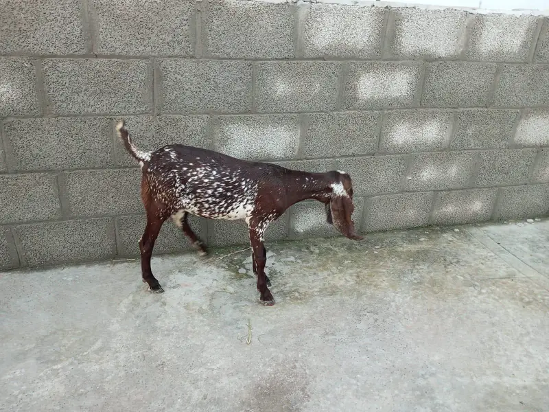 gots for sale — photo 2