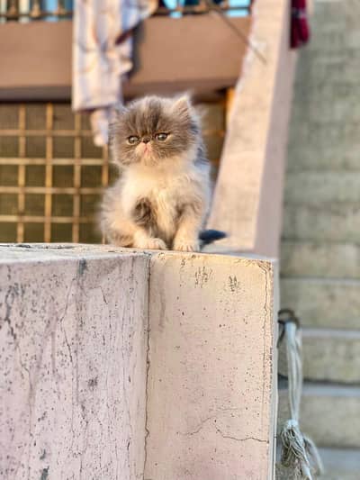 Persian Cat Triple Coated Piki Face