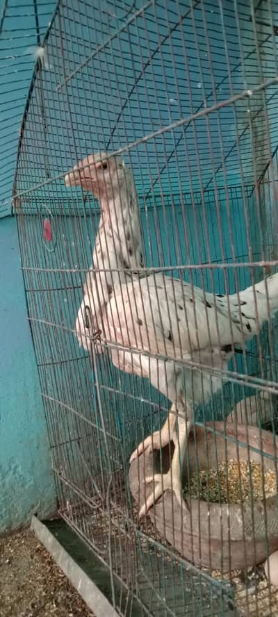Aseel murgi egg laying and weighted hai or no bemar