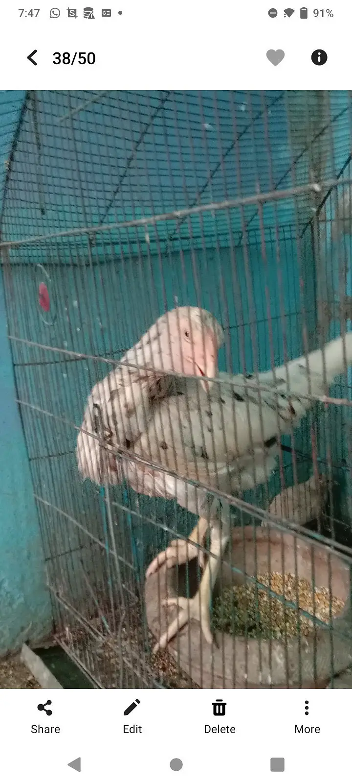Aseel murgi egg laying and weighted hai or no bemar — photo 2