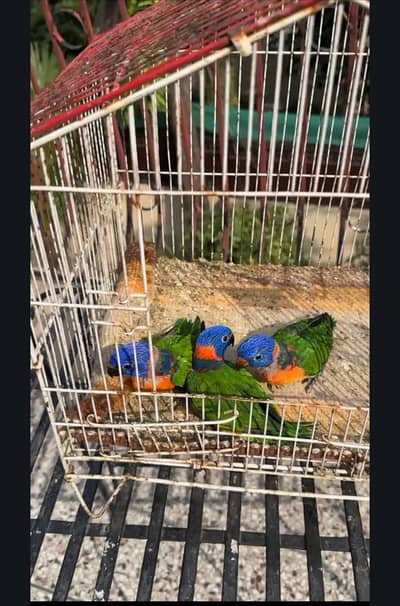 Lorry lori lorries lorikeet Red collar parrot chicks