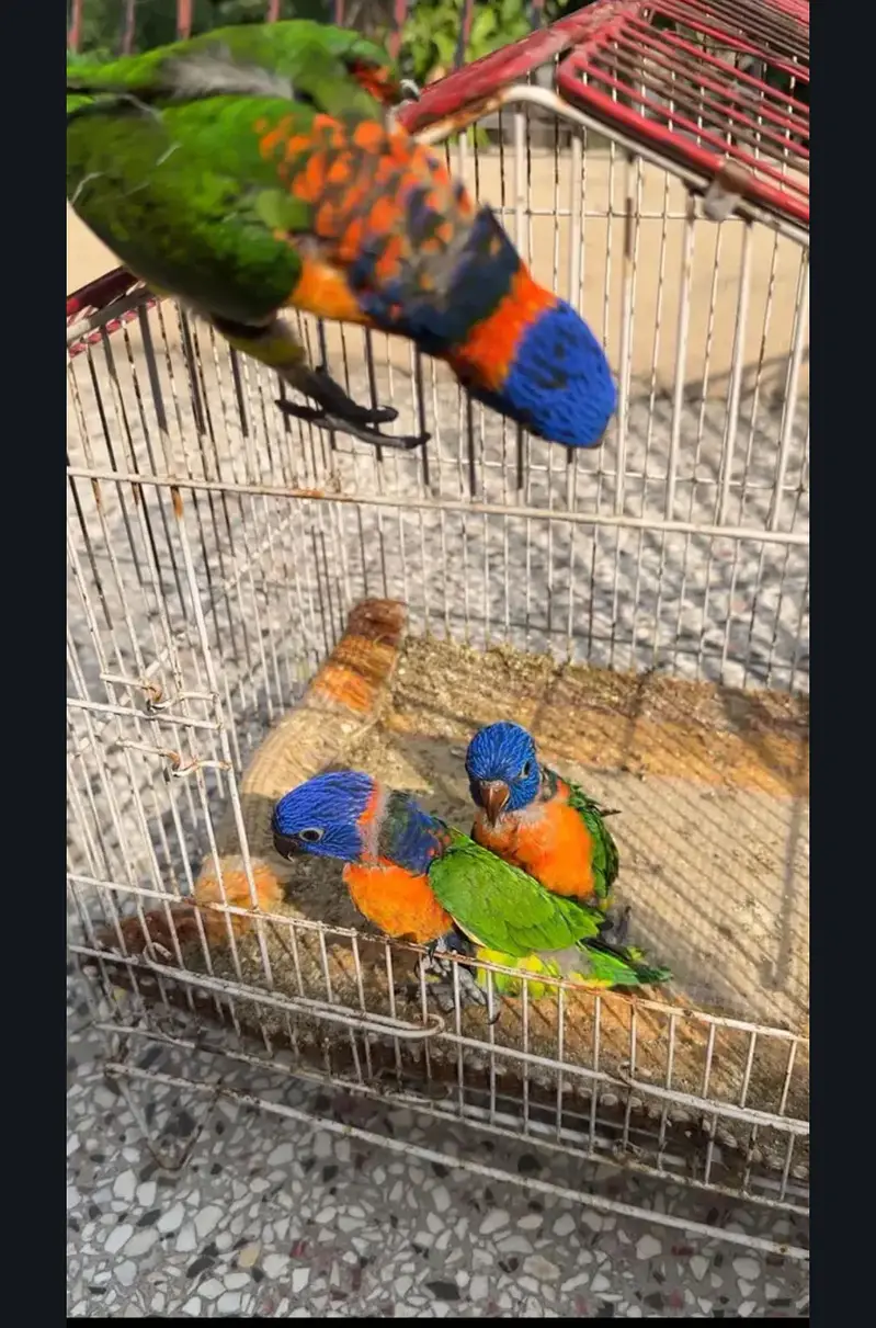 Lorry lori lorries lorikeet Red collar parrot chicks — photo 2
