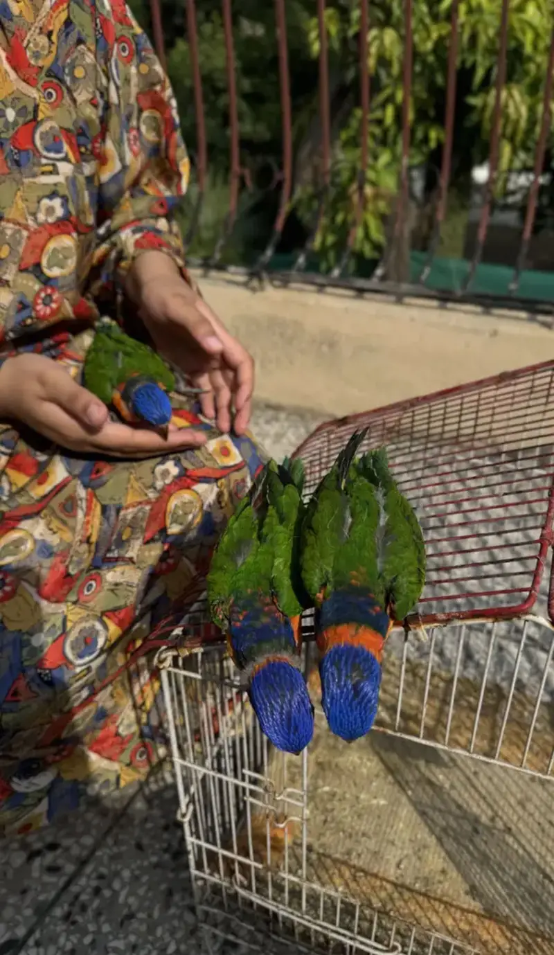 Lorry lori lorries lorikeet Red collar parrot chicks — photo 3