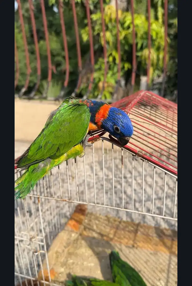 Lorry lori lorries lorikeet Red collar parrot chicks — photo 4