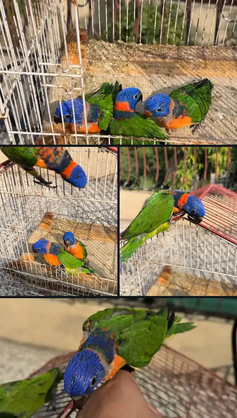 Lorry lori lorries lorikeet Red collar parrot chicks — photo 5