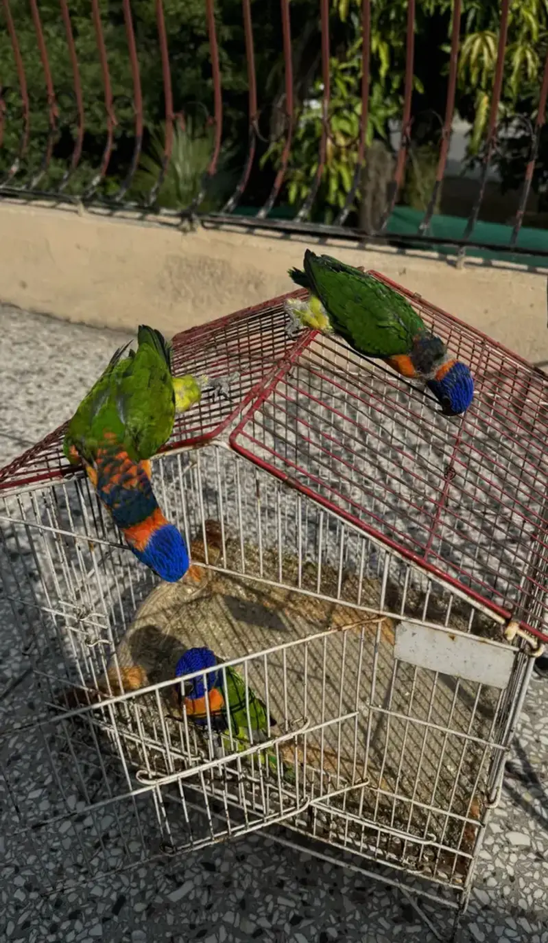 Lorry lori lorries lorikeet Red collar parrot chicks — photo 6