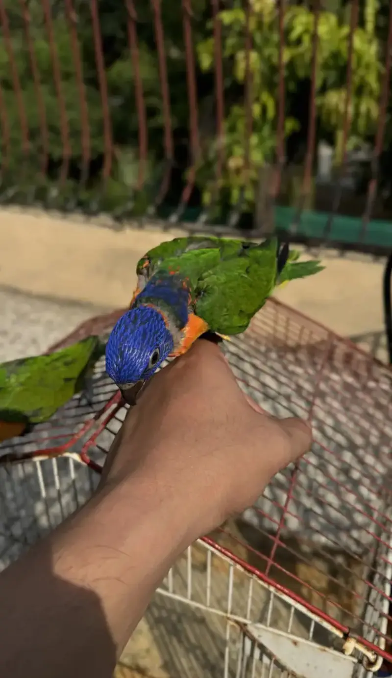 Lorry lori lorries lorikeet Red collar parrot chicks — photo 7