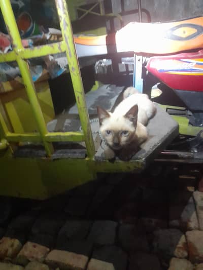 catmm