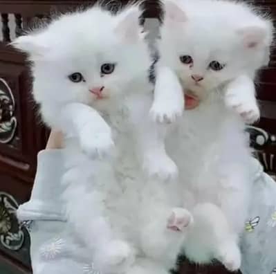 Persian Female kitten for sale 03703660//434
