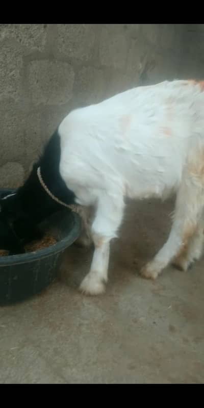 black ablak male for sale