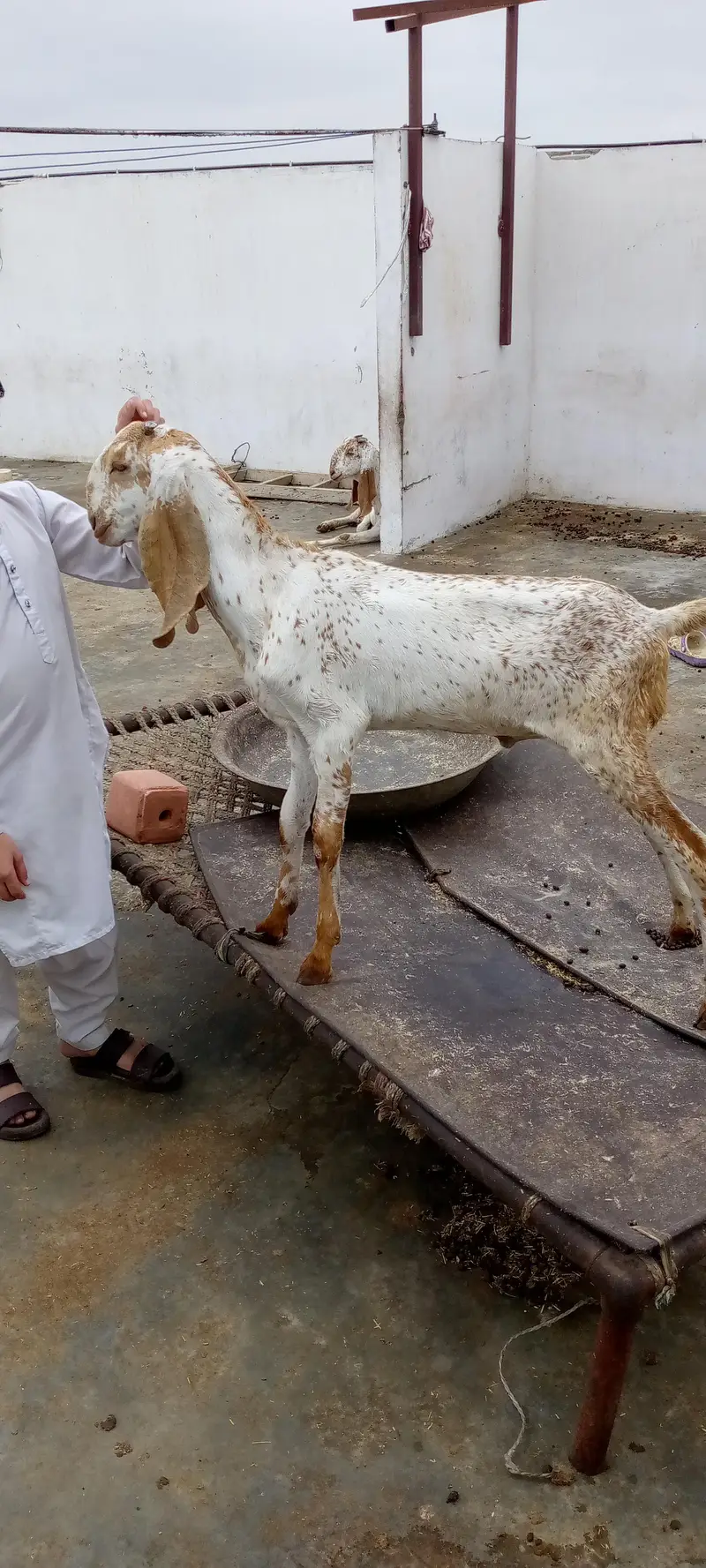 Pure makhi cheene white eyes pattay — photo 2