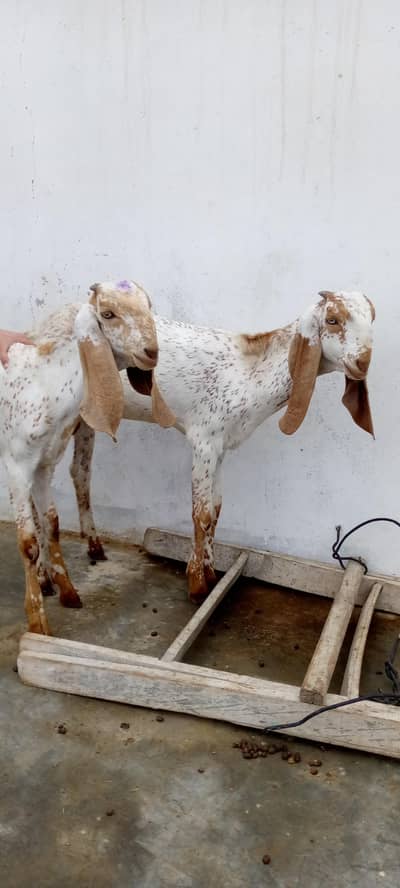 Pure makhi cheene white eyes