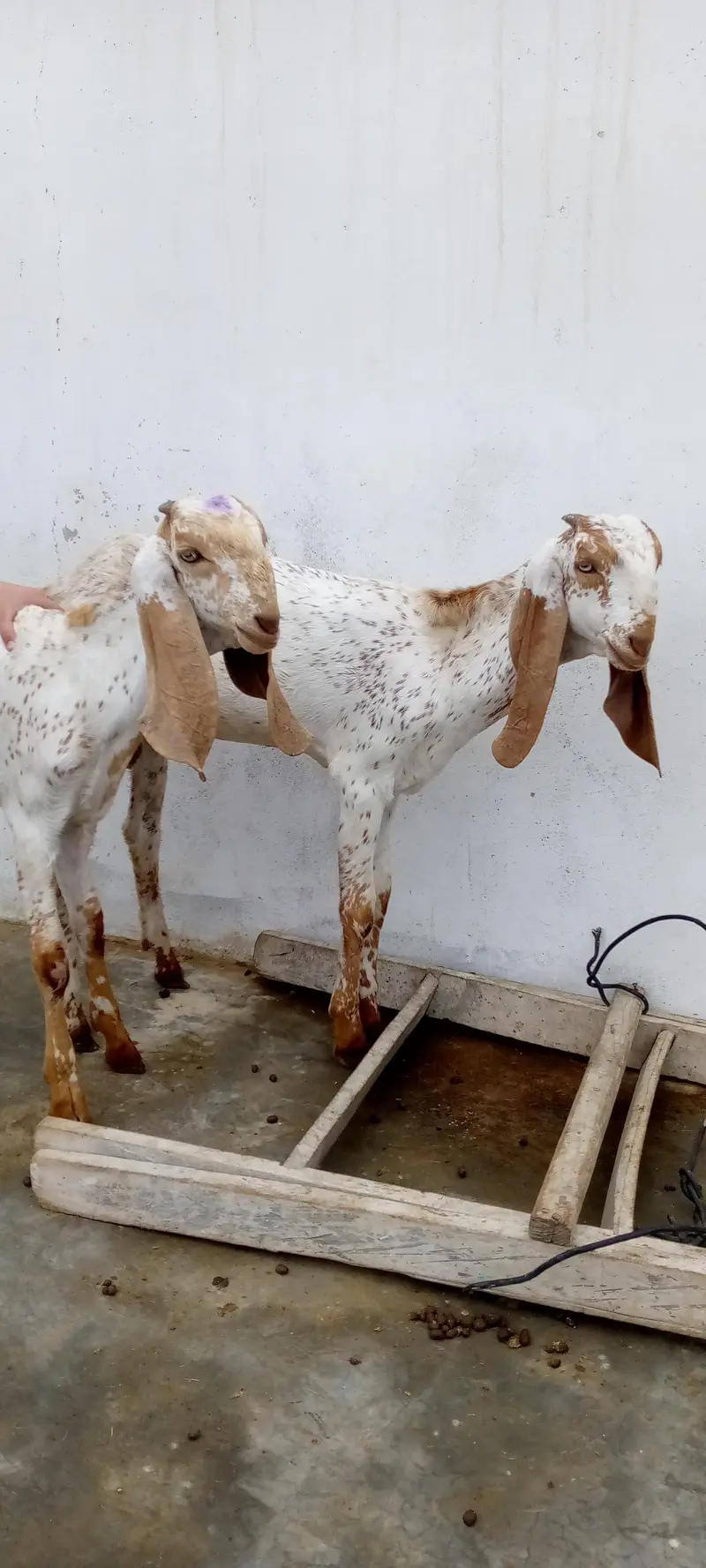 Pure makhi cheene white eyes pattay — photo 3