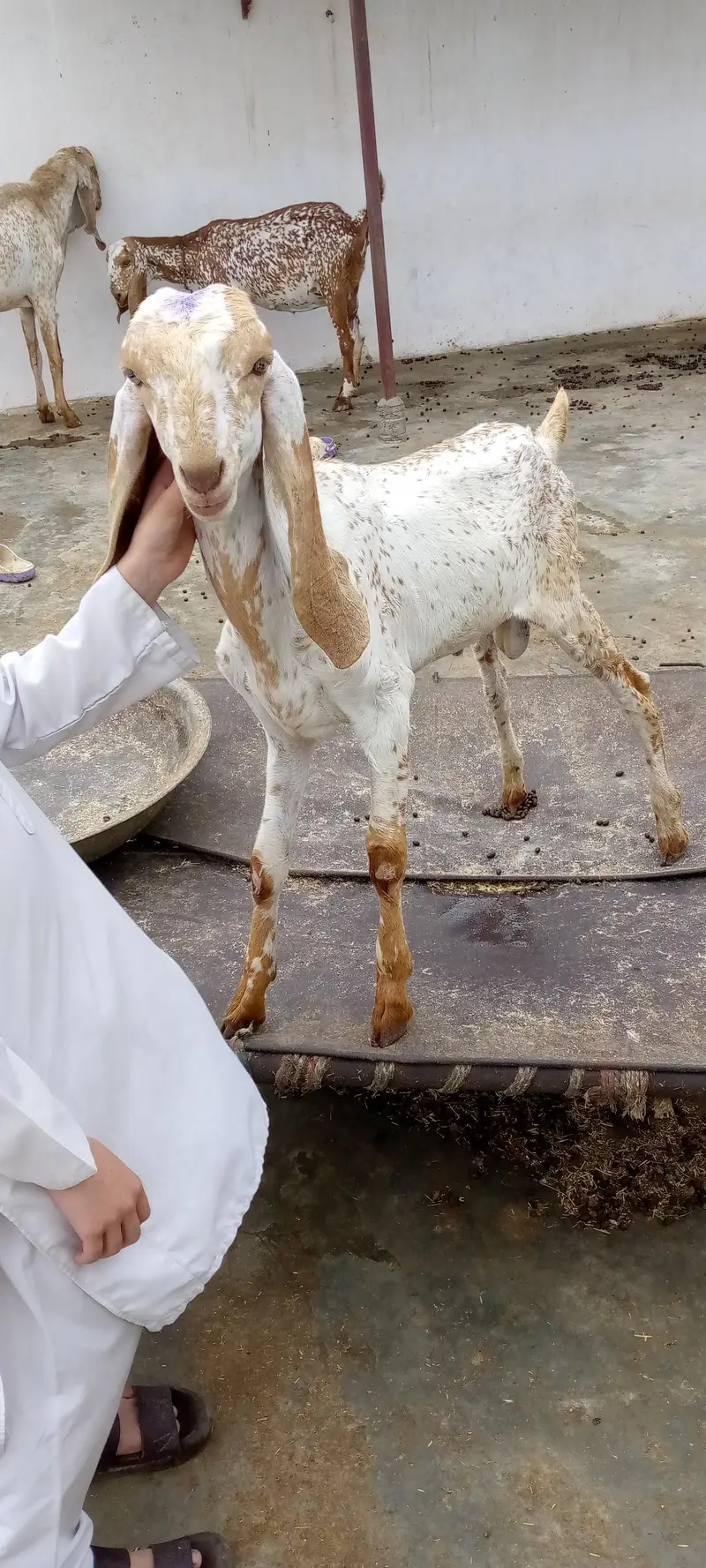 Pure makhi cheene white eyes pattay — photo 4