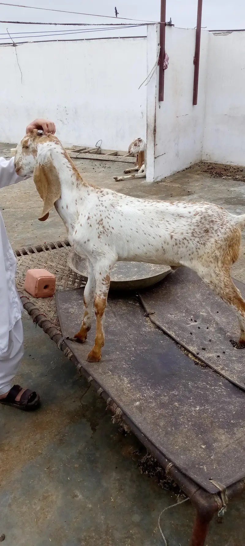 Pure makhi cheene white eyes pattay — photo 5