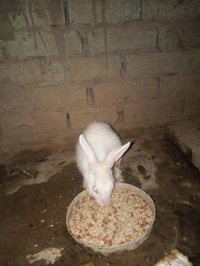 White rabbit  red eyes o