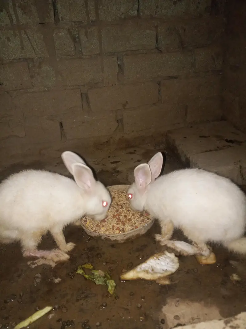 White rabbit  red eyes o — photo 2