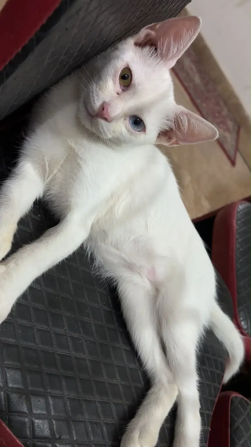 Odd Eyes Cat pair — photo 2