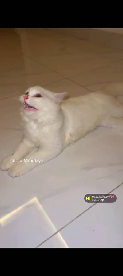 beautiful pearl cat