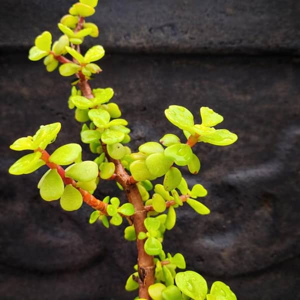 Jade (Elephant Bush) Live Plant
