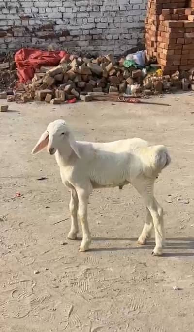Pure Talagangi Breed Male Available