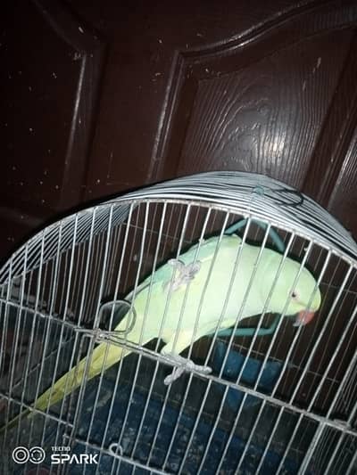 pakistani green parrot