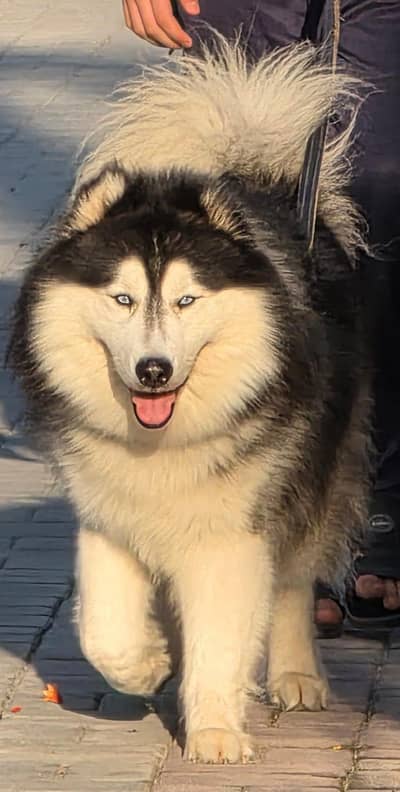 Alaskan Malamute (Male) Age. 17 Months Fully Trained and Vaccinated