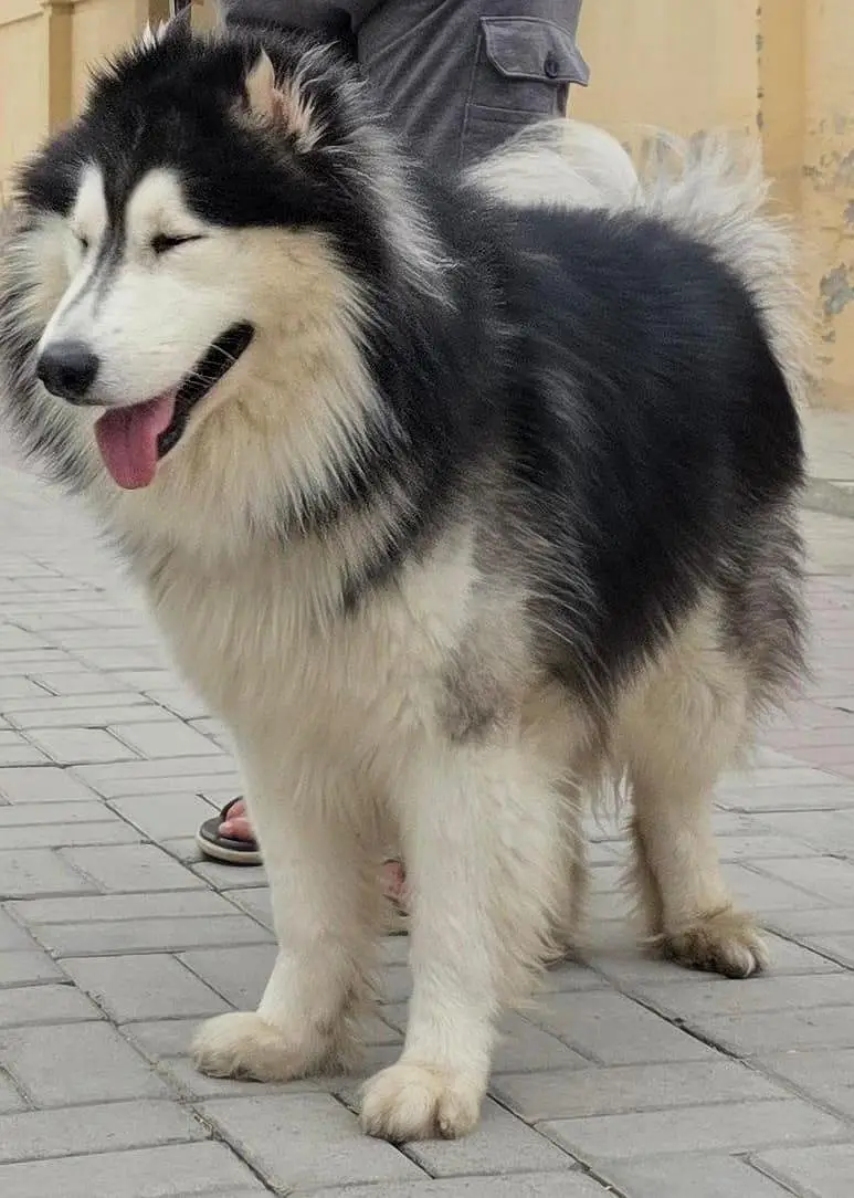 Alaskan Malamute (Male) Age. 17 Months Fully Trained and Vaccinated — photo 2