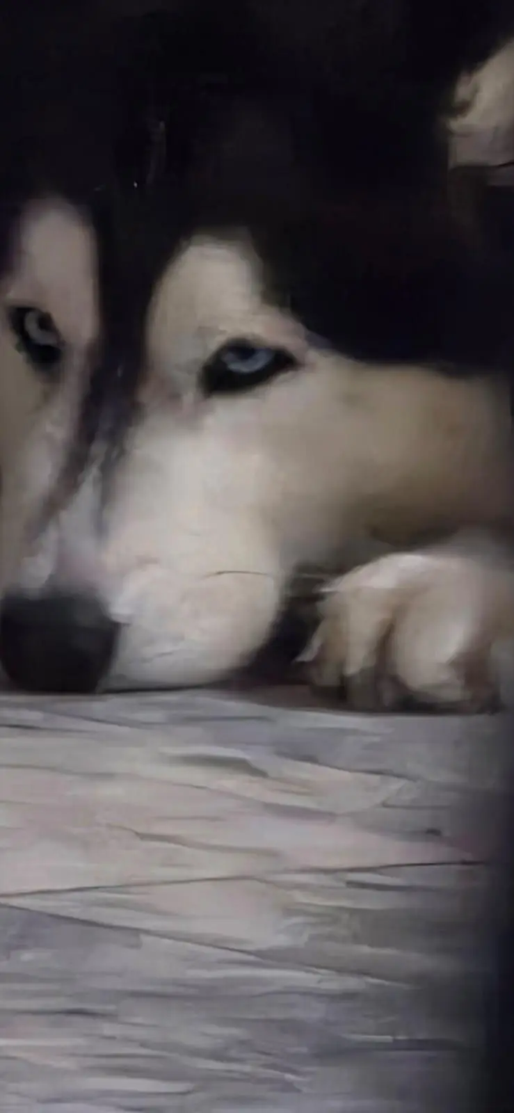 Alaskan Malamute (Male) Age. 17 Months Fully Trained and Vaccinated — photo 3
