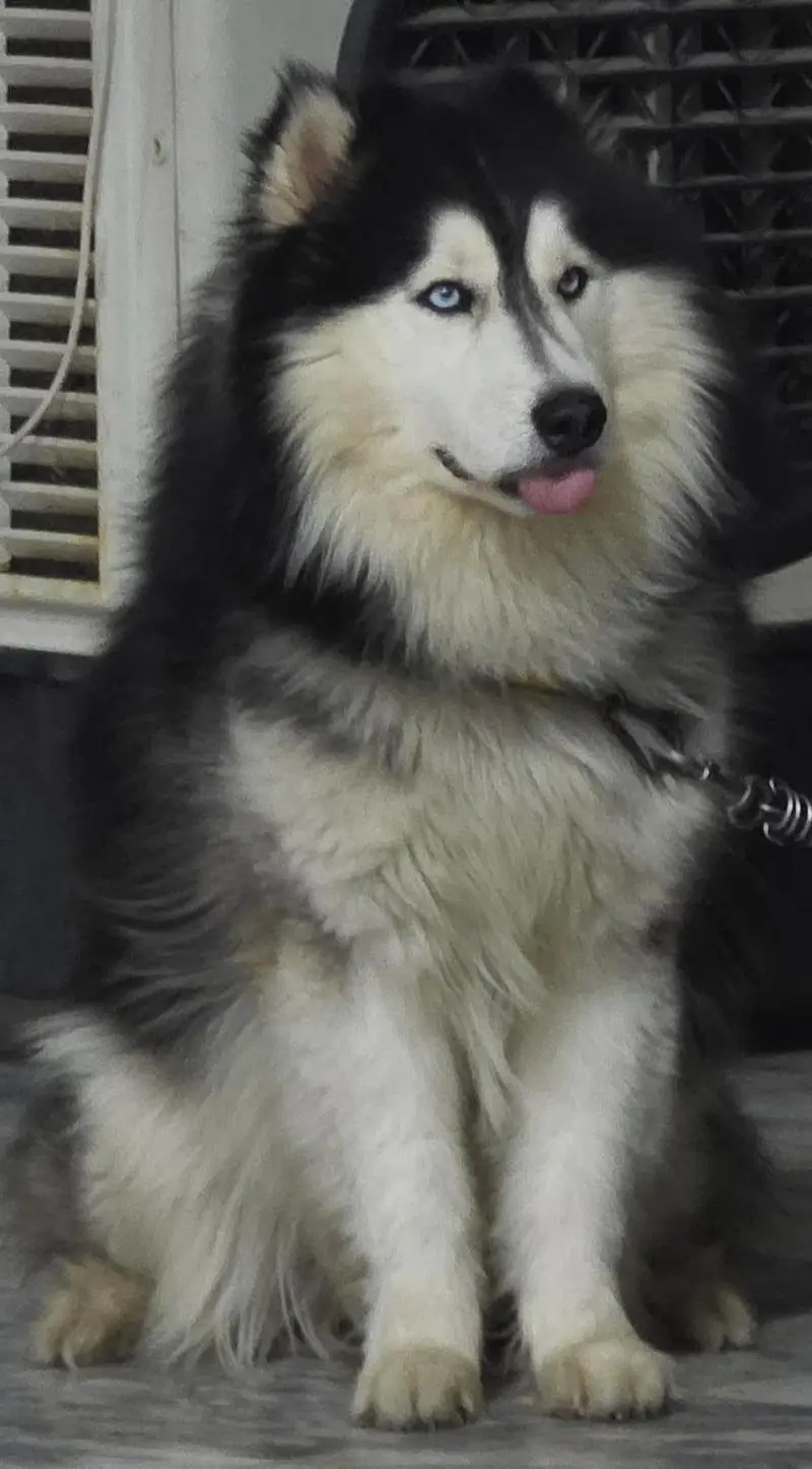 Alaskan Malamute (Male) Age. 17 Months Fully Trained and Vaccinated — photo 4
