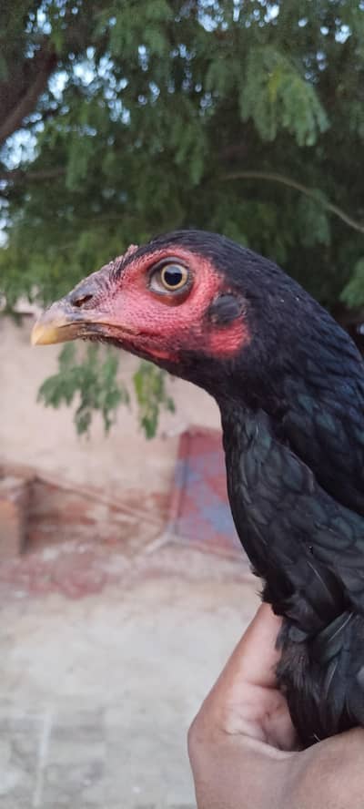 Mianwali Aseel murghya