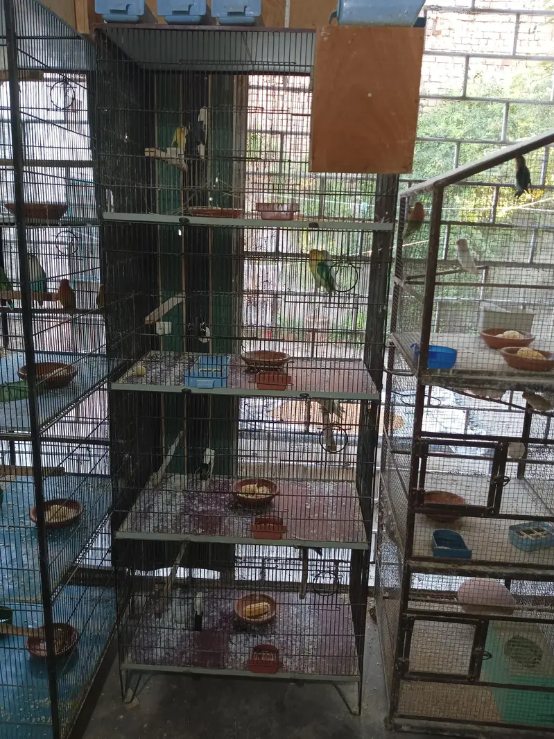spot welding cage for birds — photo 2