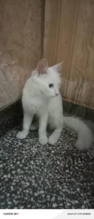 Odd eyes cat