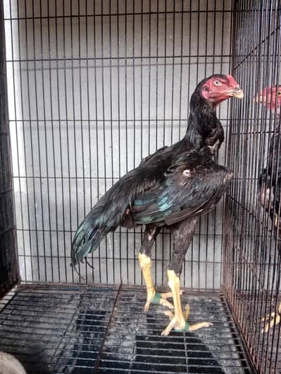 black shamo patha age 7 month hight 29inch for sale