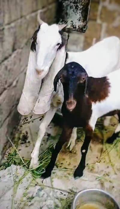 Ablaab Gulabi Bakri