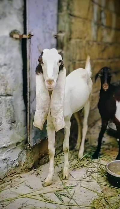 Ablaab Gulabi Bakri