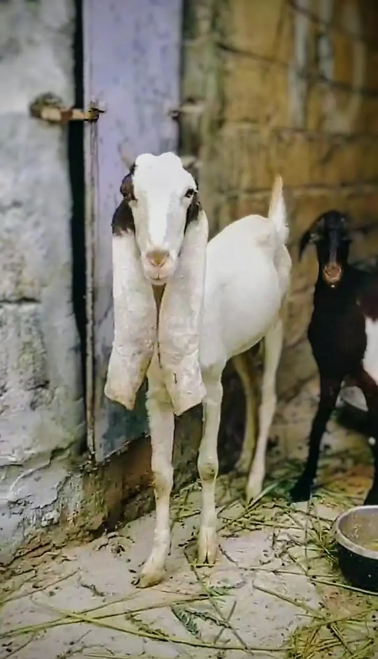 Ablaab Gulabi Bakri — photo 2